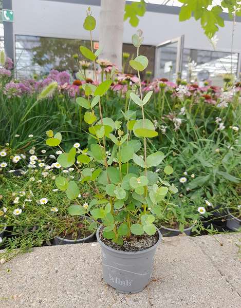 Picture of Eucalyptus gunnii
