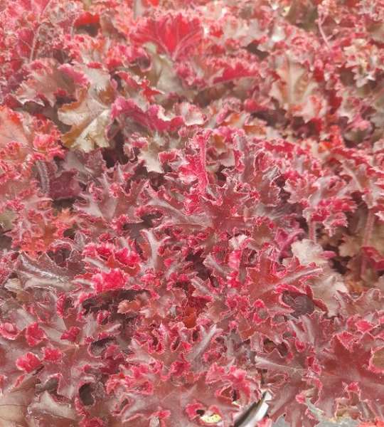Picture of Heuchera hybride melting fire