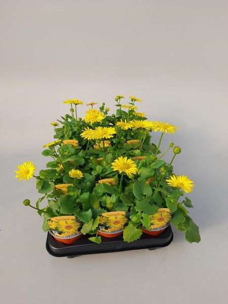 Picture of Doronicum orientale leonarde