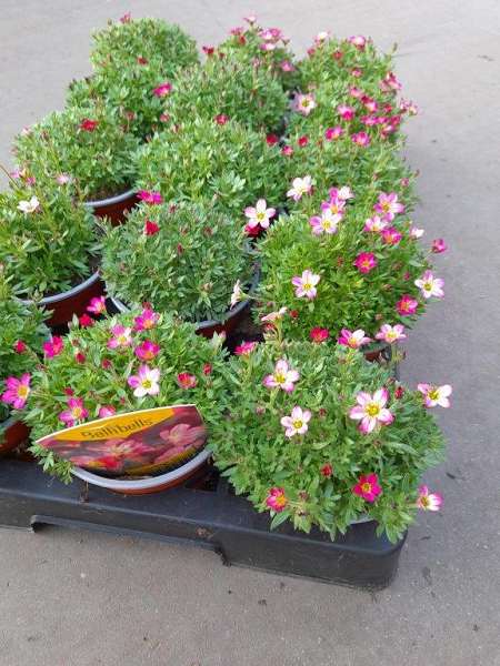 Picture of SAXIFRAGA HIGHLANDER ROSE SHADES  