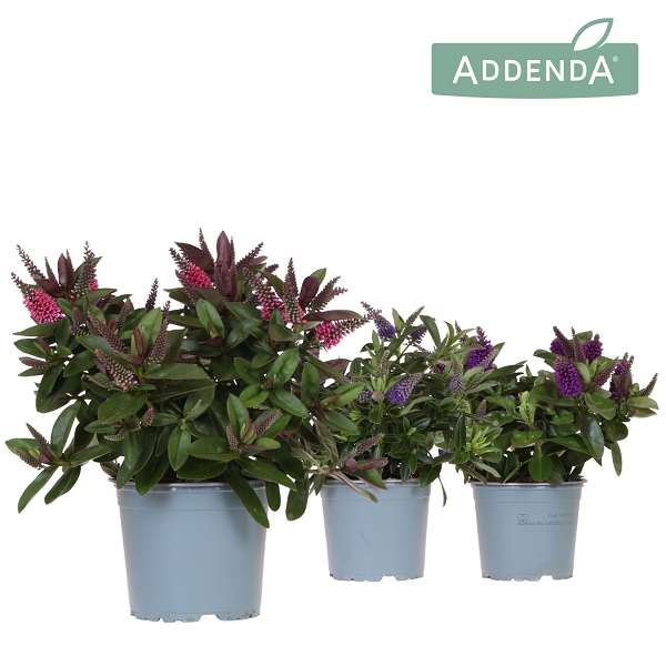 Picture of Veronica addenda donna mix