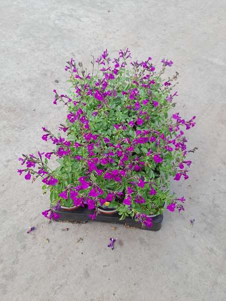 Picture of SALVIA GREGGII MIRAGE VIOLET