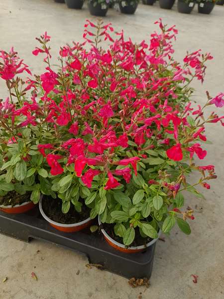 Picture of SALVIA GREGGII MIRAGE HOT PINK