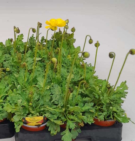 Picture of PAPAVER NUDICAULE YELLOW