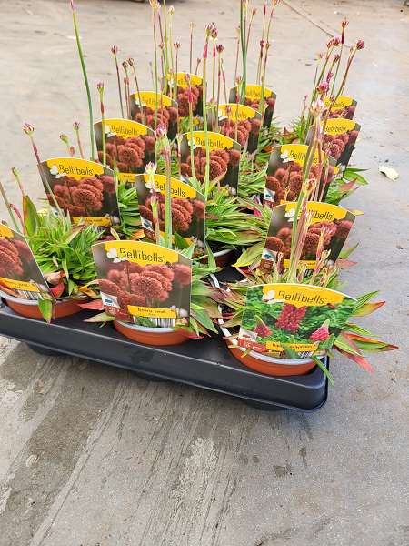 Picture of Armeria pseudarmeria red