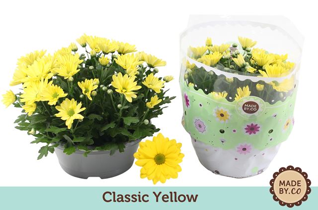 Picture of Chrysanthemum indicum bowl yellow