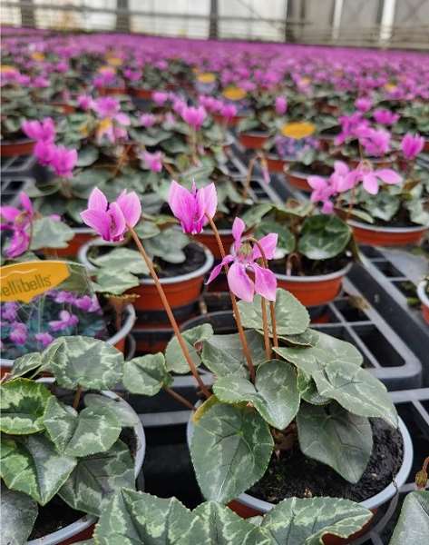 Picture of CYCLAMEN HEDERIFOLIUM AMAZEME PINK