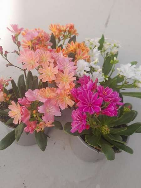 Picture of Lewisia cotyledon regenbogen