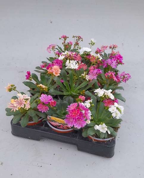 Picture of LEWISIA COTYLEDON 