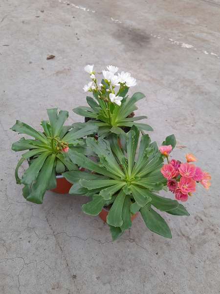 Picture of Lewisia cotyledon