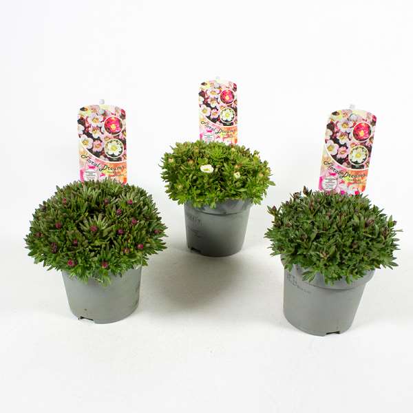 Picture of SAXIFRAGA ARENDSII MIX