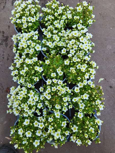 Picture of Saxifraga touran white