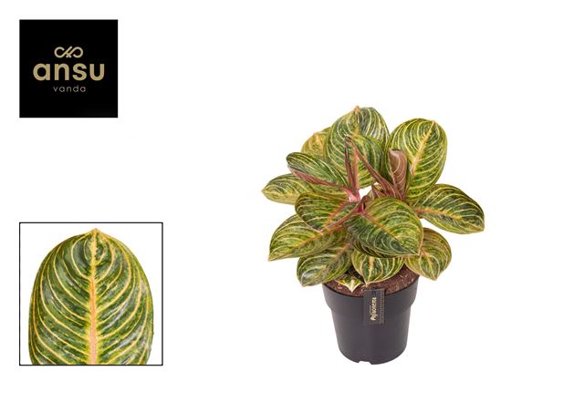 Picture of Aglaonema tourmaline gold