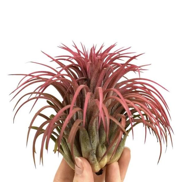 Picture of TILLANDSIA IONANTHA RED
