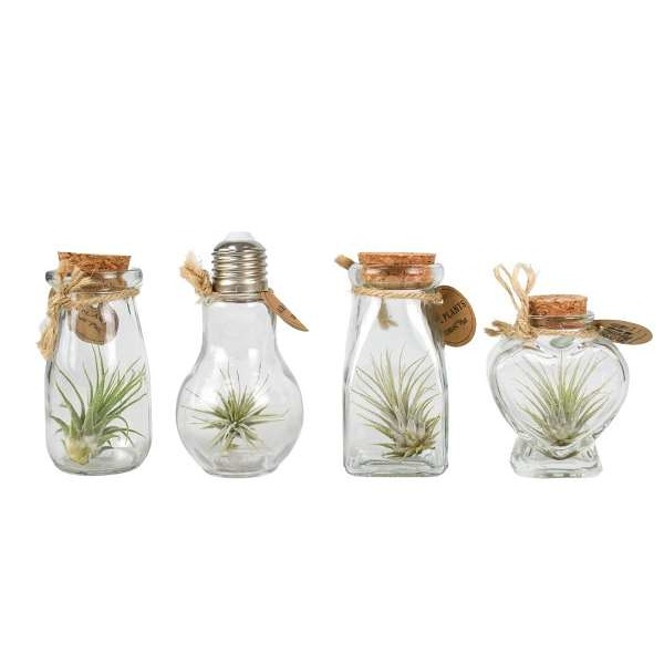 Picture of TILLANDSIA IN GLASS BOTTLE SMALL MIX