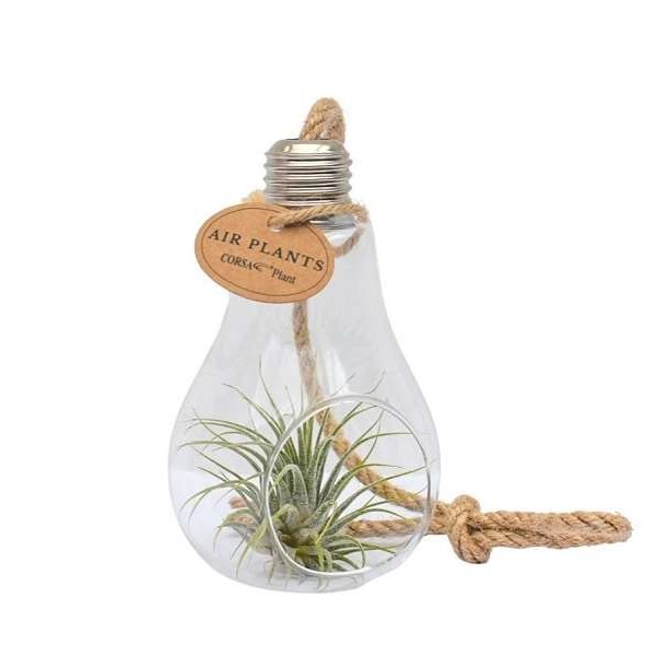 Picture of TILLANDSIA IN HANGING GLASS BULB + ROPE MINI