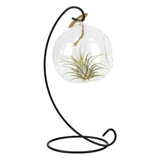Picture of TILLANDSIA IN HANGING BALL ON FRAME