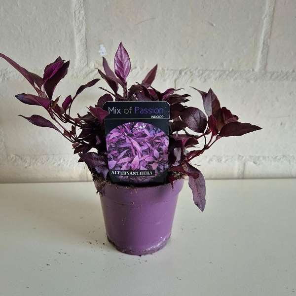 Picture of Alternanthera dentata