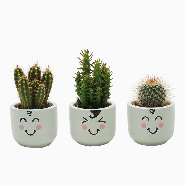 Picture of CACTUS MIX IN FAMILY POT KIDS