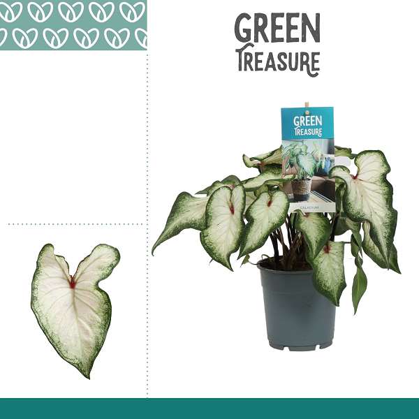 Picture of Caladium white wonder
