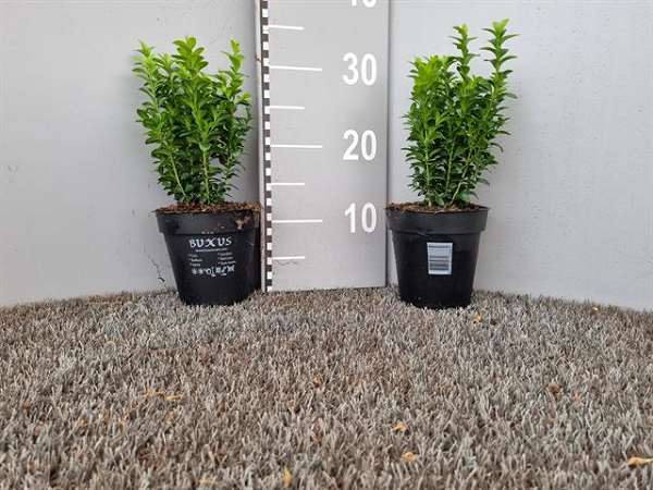Picture of BUXUS SEMPERVIRENS BUSH