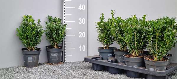 Picture of Buxus sempervirens bush
