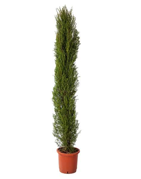 Picture of CUPRESSUS SEMPERVIRENS C12L