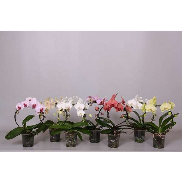 Picture of Phalaenopsis 02-stem hoop circlez mix