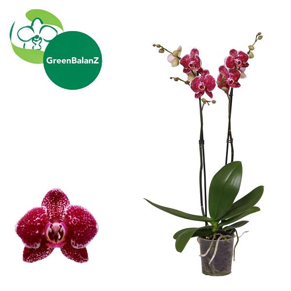 Picture of Phalaenopsis 02-stem eduction