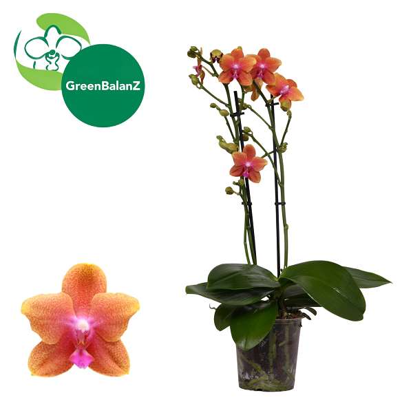 Picture of Phalaenopsis 02-stem bolgheri scented