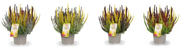 Picture of Calluna garden girls twister