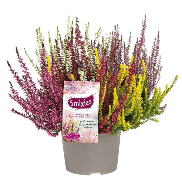 Picture of Calluna garden girls smixies