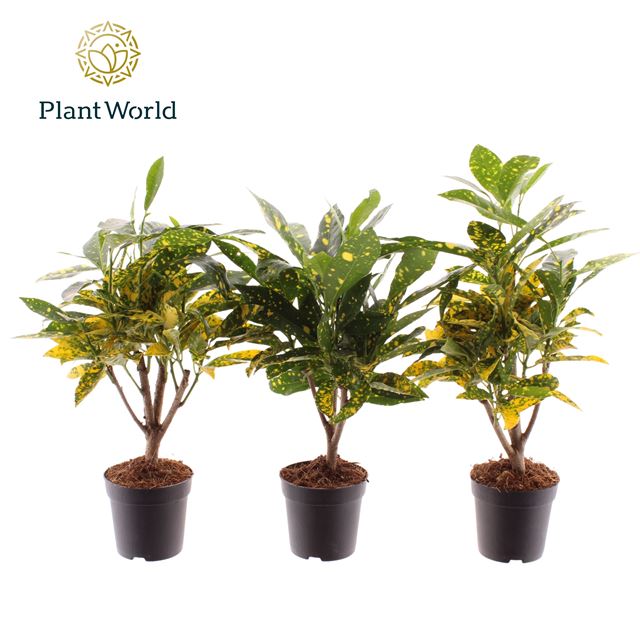 Picture of Codiaeum croton gold dust on stem