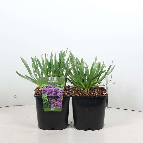 Picture of Allium millenium