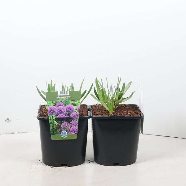 Picture of Allium millenium