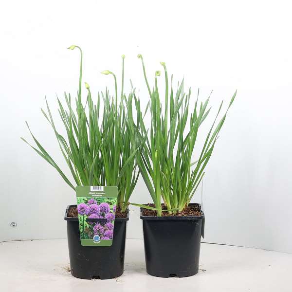 Picture of Allium millenium