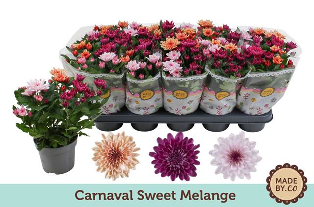 Picture of Chrysanthemum 03pp carnaval