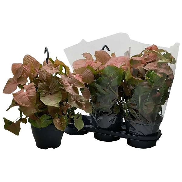 Picture of SYNGONIUM PODOPHYLLUM RED HEART IN HANGING BASKET