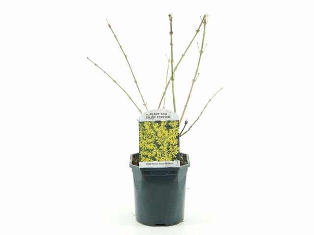 Picture of Forsythia intermedia goldrausch