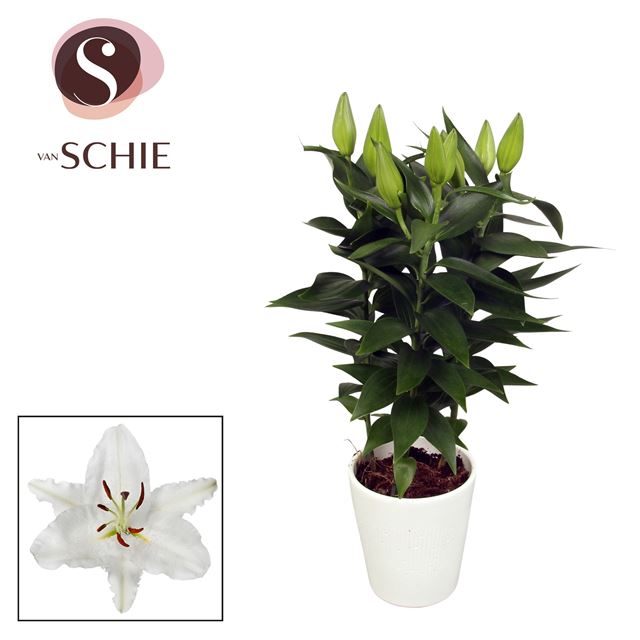 Picture of Lilium orientalis 03pp white in ceramic