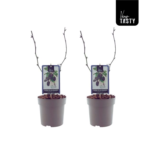 Picture of Rubus black satin