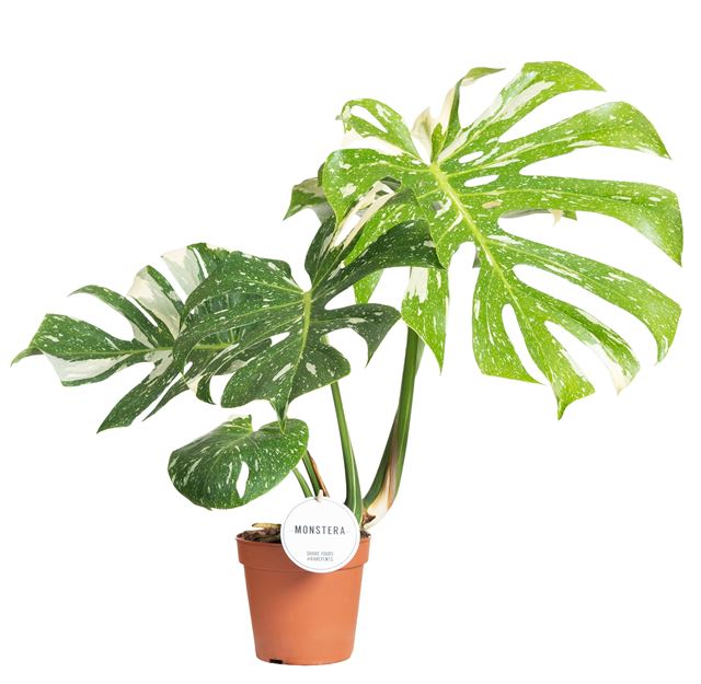 Picture of Monstera deliciosa thai constellation