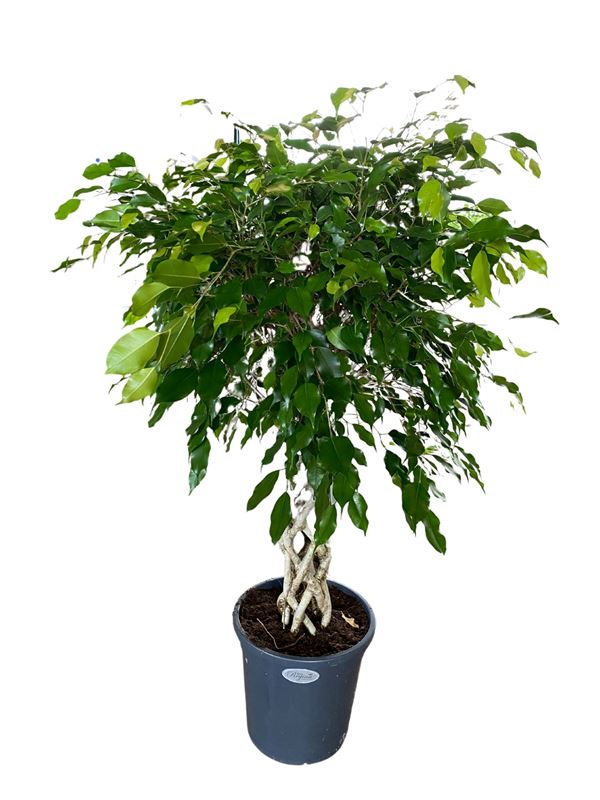 Picture of FICUS BENJAMINA EXOTICA COLUMN BRAIDED STEM