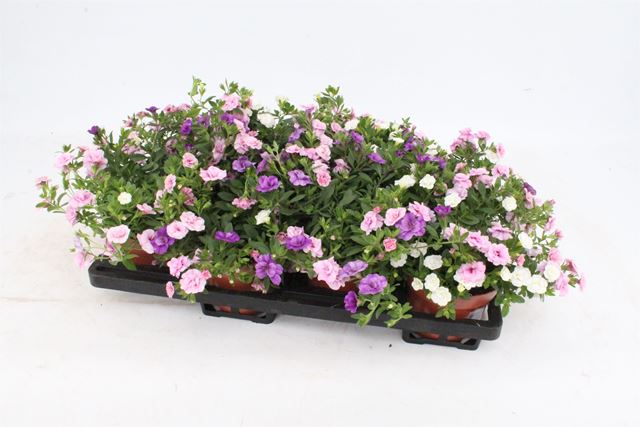 Picture of Calibrachoa tricolor pink pettycoat