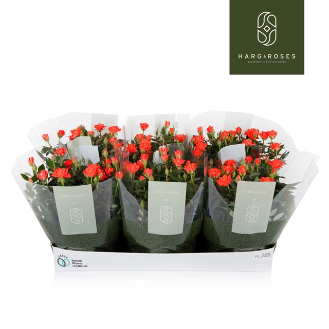 Picture of Rose KORDANA ORANGE IN BOWL