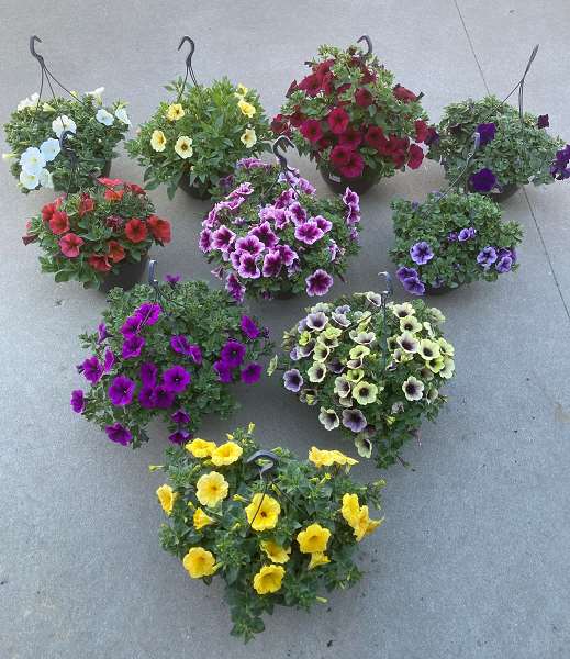 Picture of Petunia hanging basket