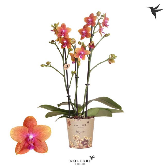 Picture of PHALAENOPSIS 03-STEM MULTI BOLGHERI