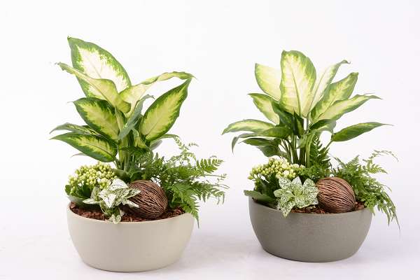 Picture of Phalaenopsis arrangement 04pp ceramic