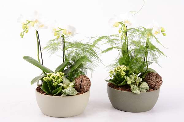Picture of Phalaenopsis arrangement 04pp ceramic