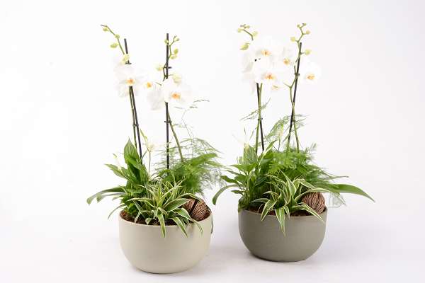 Picture of Phalaenopsis arrangement 04pp ceramic